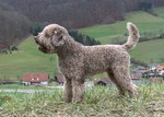 Scipio